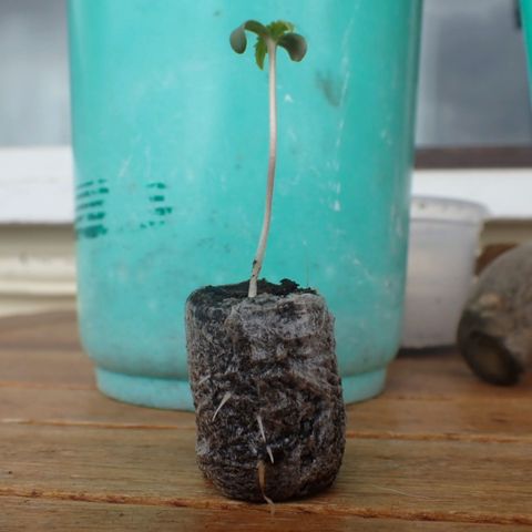 Big demon 1 #01 growlog timeline photo