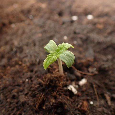 Big demon 1 #01 growlog timeline photo