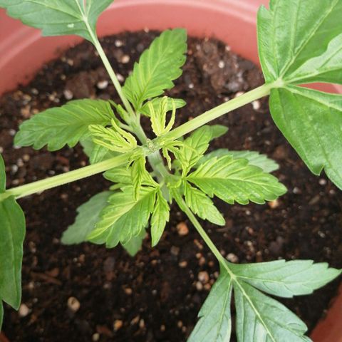 Big demon 1 #01 growlog timeline photo