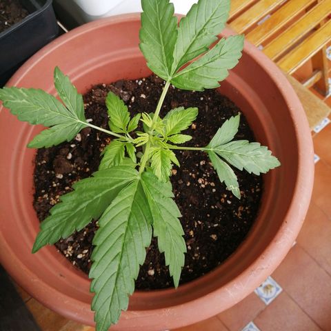 Big demon 1 #01 growlog timeline photo