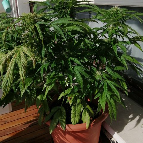 Big demon 1 #01 growlog timeline photo