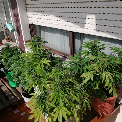 Big demon 1 #01 growlog timeline photo