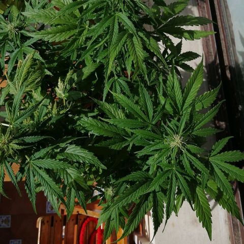 Big demon 1 #01 growlog timeline photo