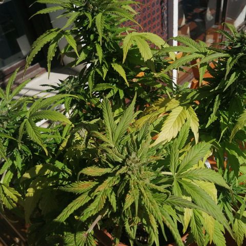 Big demon 1 #01 growlog timeline photo