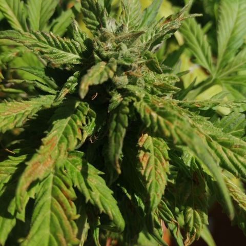 Big demon 1 #01 growlog timeline photo