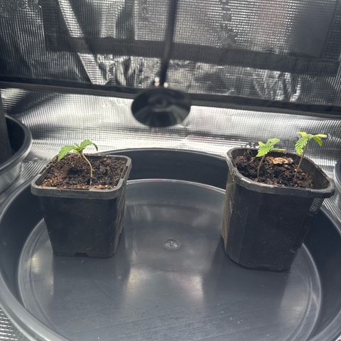 Wedding Cake growlog timeline photo