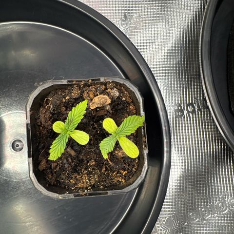 Wedding Cake growlog timeline photo
