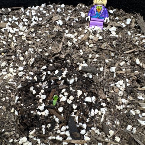 Wedding Cake growlog photo: Sprouted 