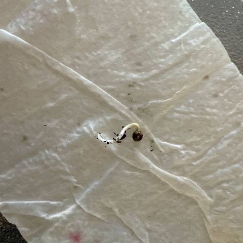 Wedding Cake #2 growlog photo: Planted #2