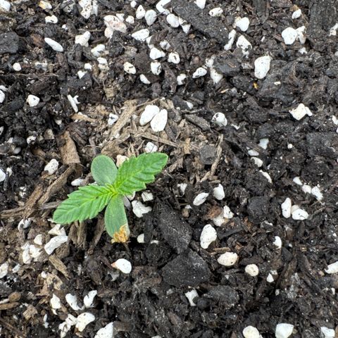 Wedding Cake #2 growlog photo: Moved from cup to pot