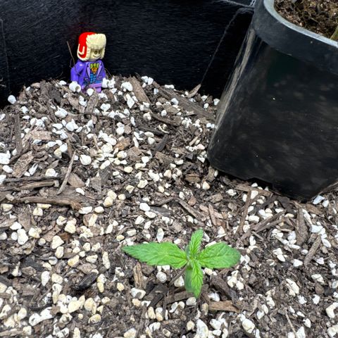 Wedding Cake growlog timeline photo
