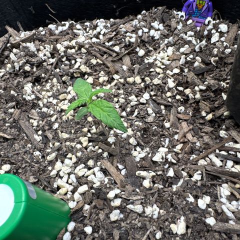 Wedding Cake growlog timeline photo