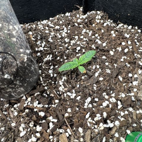 Wedding Cake #2 growlog timeline photo