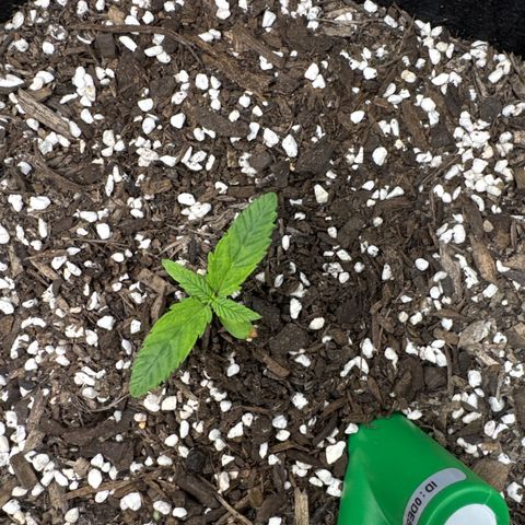 Wedding Cake #2 growlog timeline photo