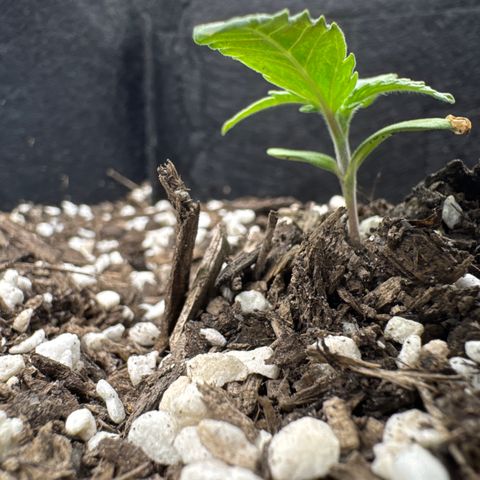 Wedding Cake #2 growlog timeline photo