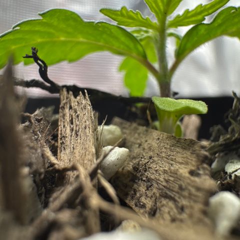 Wedding Cake growlog timeline photo