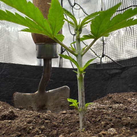 Wedding Cake #2 growlog timeline photo