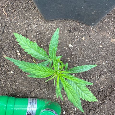Wedding Cake growlog timeline photo