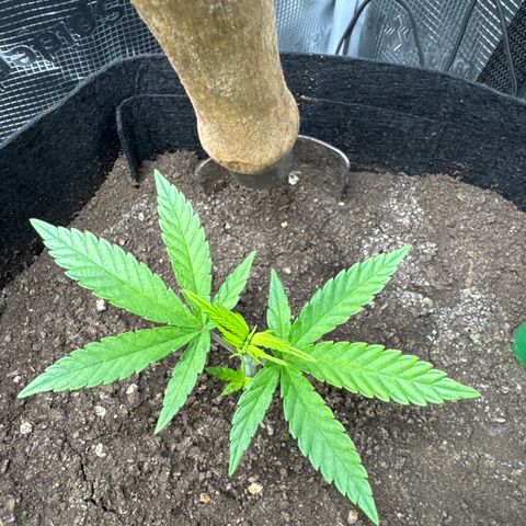 Wedding Cake #2 growlog timeline photo