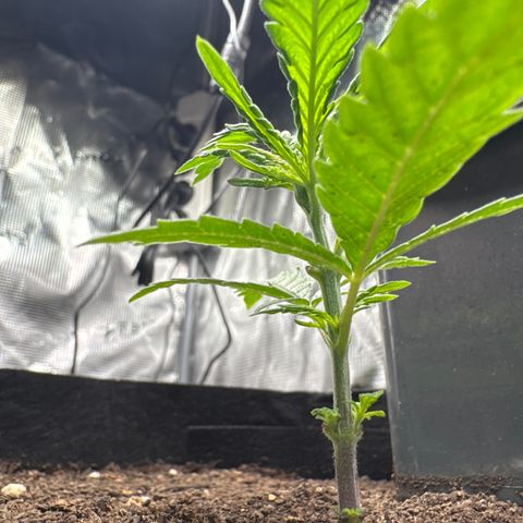 Wedding Cake growlog timeline photo