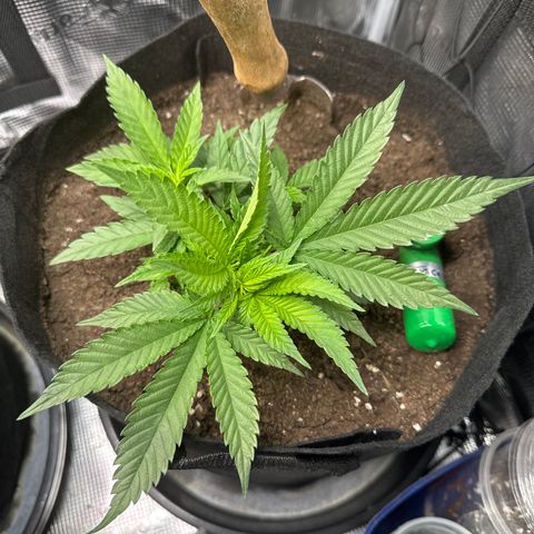 Wedding Cake #2 growlog timeline photo