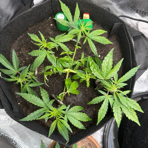 Wedding Cake growlog timeline photo