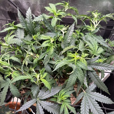Wedding Cake growlog timeline photo