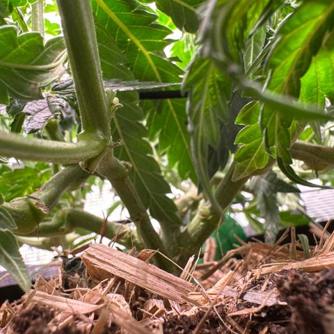 Wedding Cake growlog timeline photo