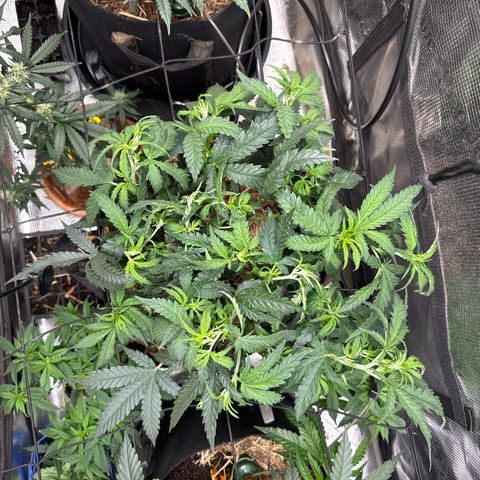 Wedding Cake growlog timeline photo