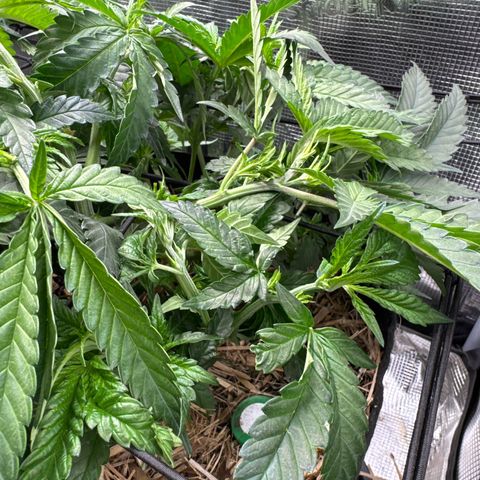 Wedding Cake #2 growlog timeline photo