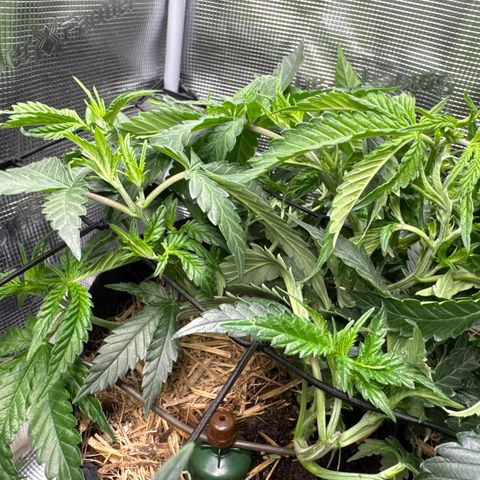 Wedding Cake #2 growlog timeline photo