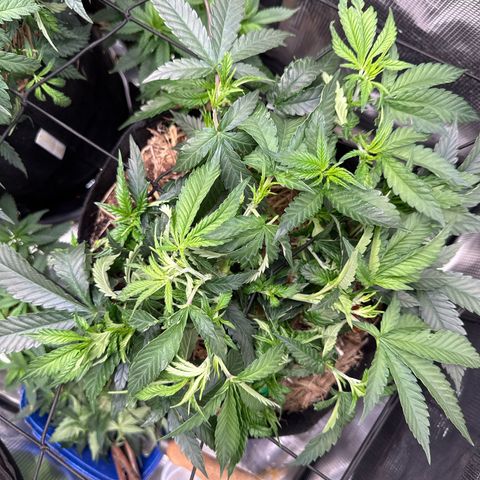 Wedding Cake #2 growlog timeline photo