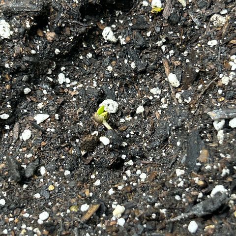 Samsquanch OG growlog photo: Both plants are germinating and turning into seedlings. 