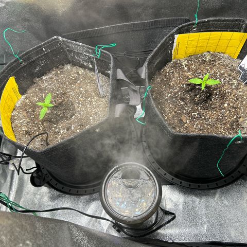 Samsquanch OG growlog timeline photo