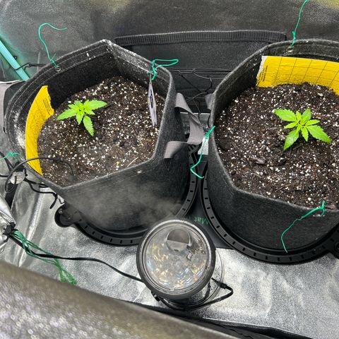 Samsquanch OG growlog timeline photo