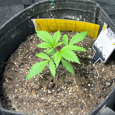 Samsquanch OG growlog timeline photo
