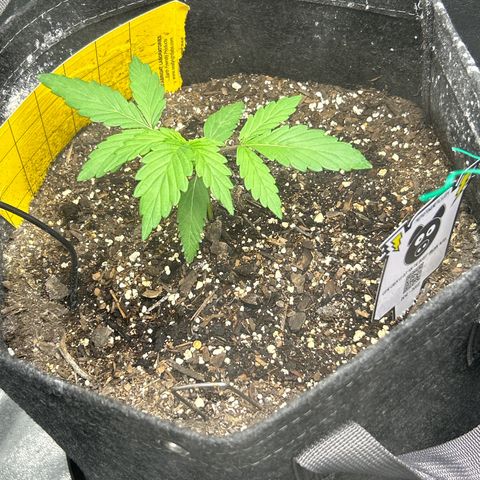 Samsquanch OG growlog timeline photo