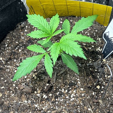 Samsquanch OG growlog timeline photo