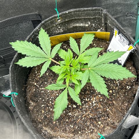 Samsquanch OG growlog timeline photo