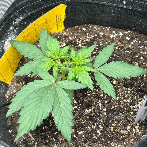 Samsquanch OG growlog timeline photo