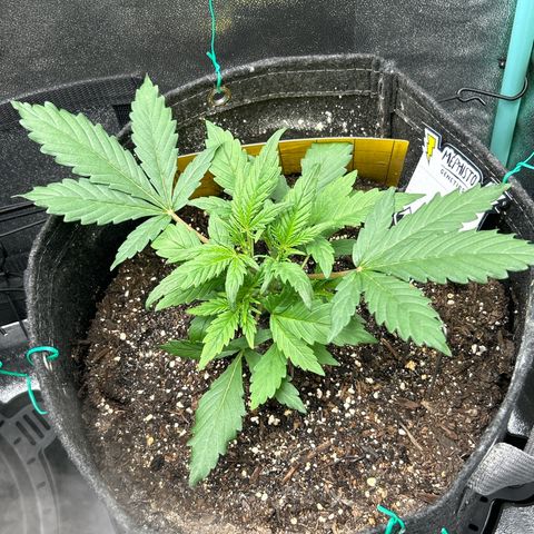 Samsquanch OG growlog timeline photo