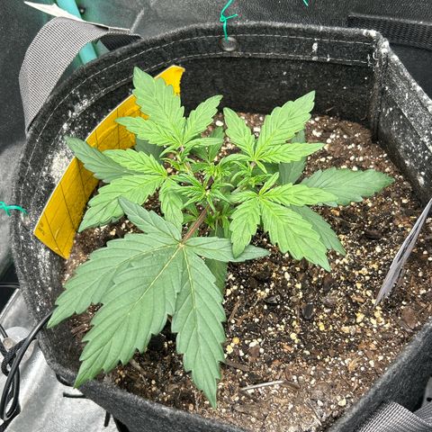 Samsquanch OG growlog timeline photo