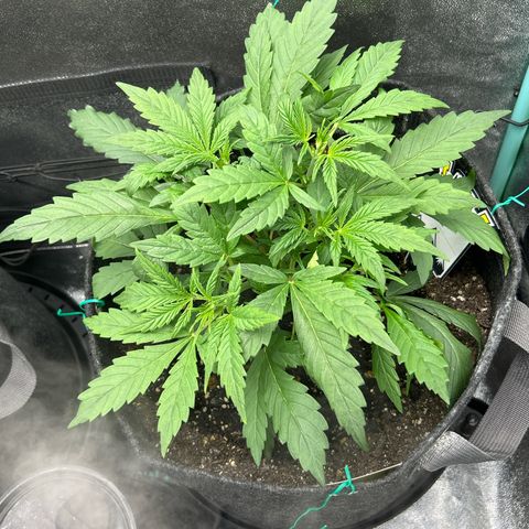 Samsquanch OG growlog timeline photo
