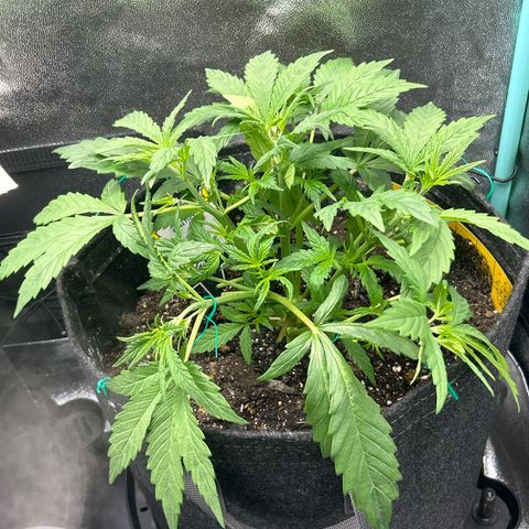 Samsquanch OG growlog timeline photo