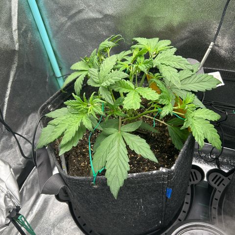 Samsquanch OG growlog timeline photo