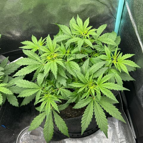 Samsquanch OG growlog timeline photo