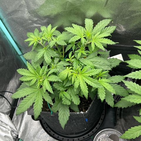 Samsquanch OG growlog timeline photo