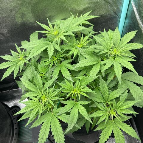 Samsquanch OG growlog timeline photo