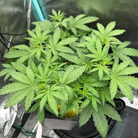 Samsquanch OG growlog timeline photo