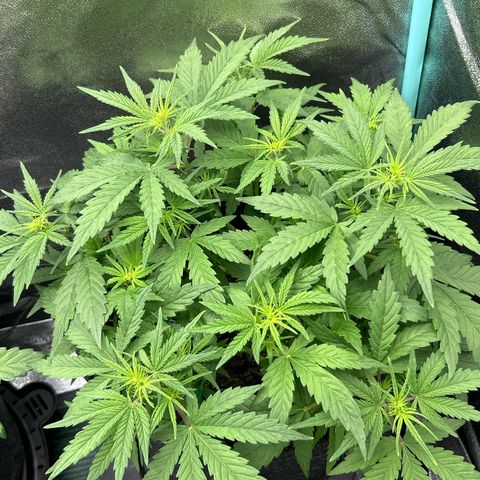 Samsquanch OG growlog timeline photo